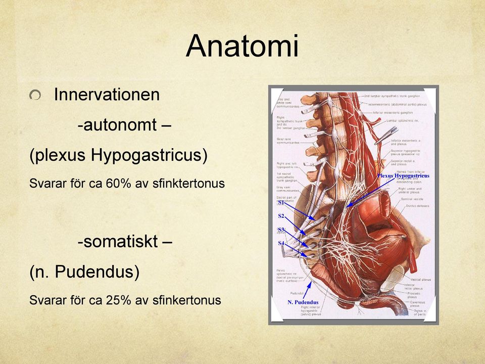 60% av sfinktertonus -somatiskt (n.