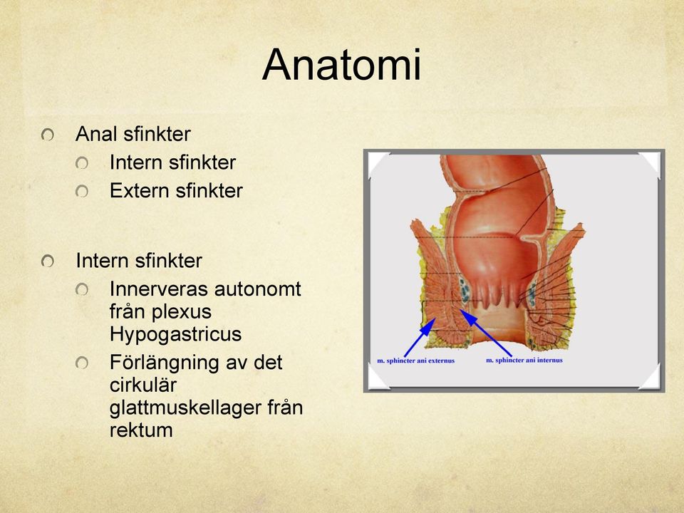 autonomt från plexus Hypogastricus