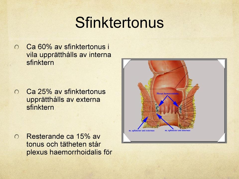 sfinktertonus upprätthålls av externa sfinktern