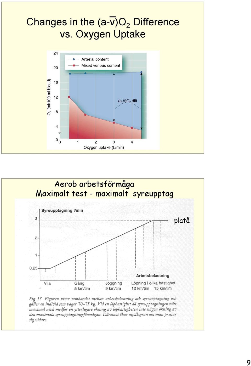 Oxygen Uptake Aerob