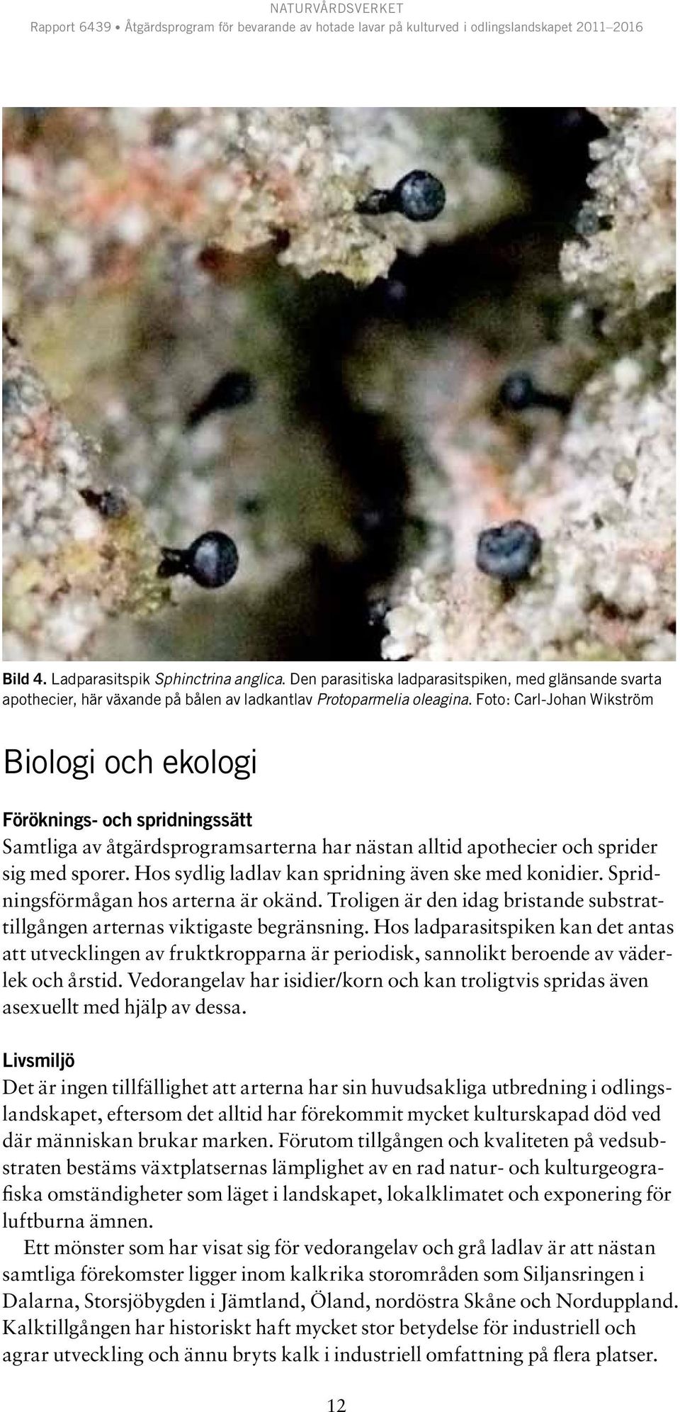 Hos sydlig ladlav kan spridning även ske med konidier. Spridningsförmågan hos arterna är okänd. Troligen är den idag bristande substrattillgången arternas viktigaste begränsning.