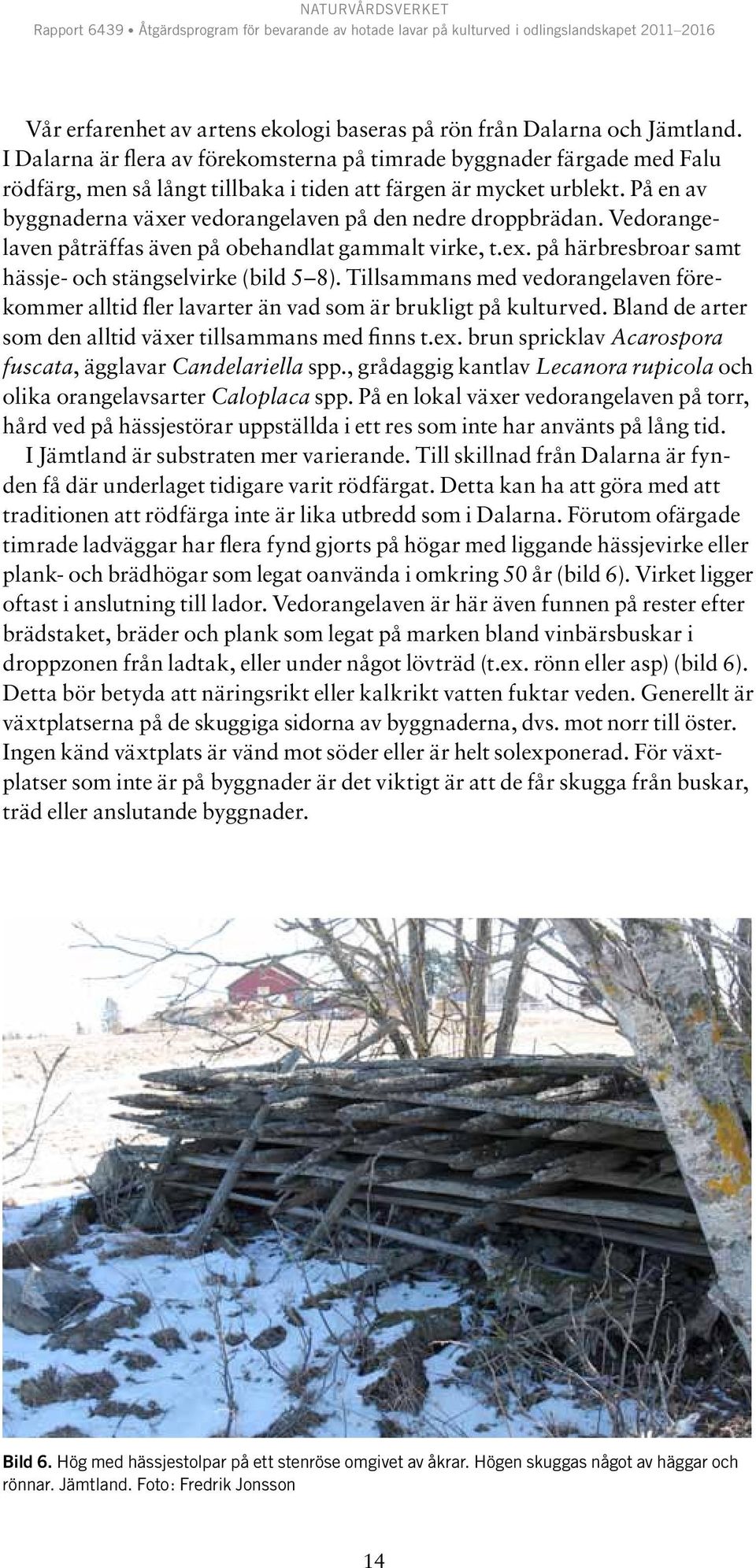 På en av byggnaderna växer vedorangelaven på den nedre droppbrädan. Vedorangelaven påträffas även på obehandlat gammalt virke, t.ex. på härbresbroar samt hässje- och stängselvirke (bild 5 8).