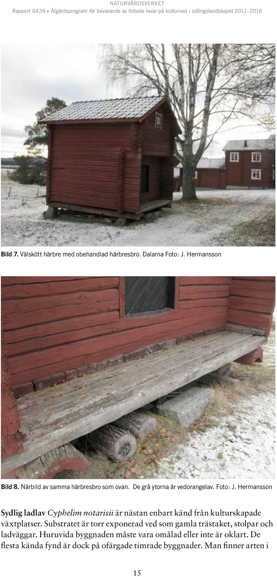 Hermansson Sydlig ladlav Cyphelim notarisii är nästan enbart känd från kulturskapade växtplatser.