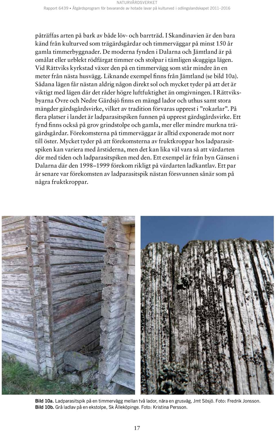Vid Rättviks kyrkstad växer den på en timmervägg som står mindre än en meter från nästa husvägg. Liknande exempel finns från Jämtland (se bild 10a).