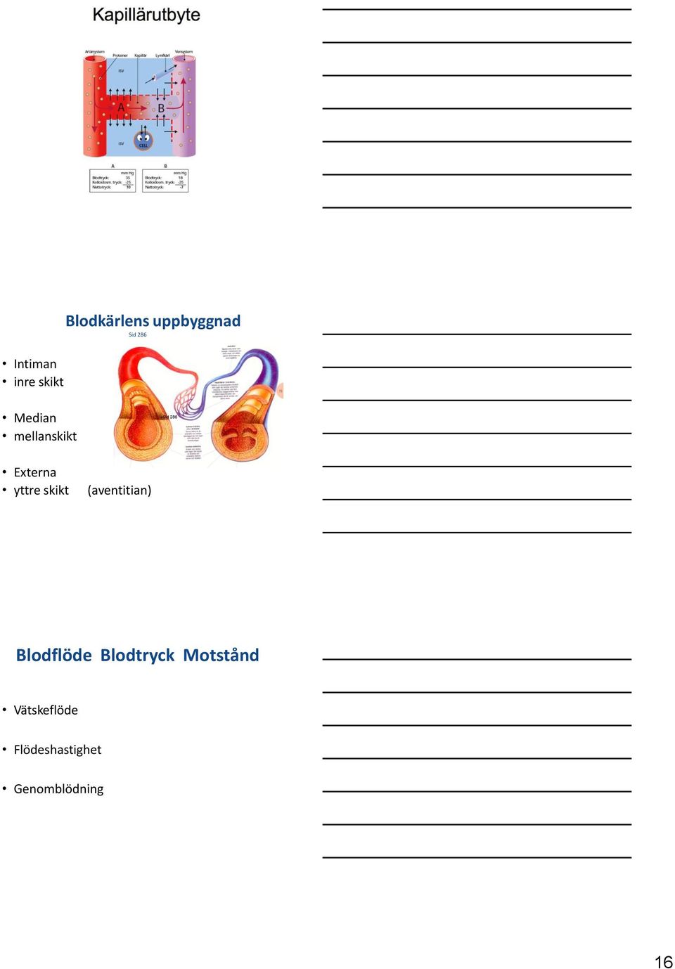 skikt (aventitian) Blodflöde Blodtryck