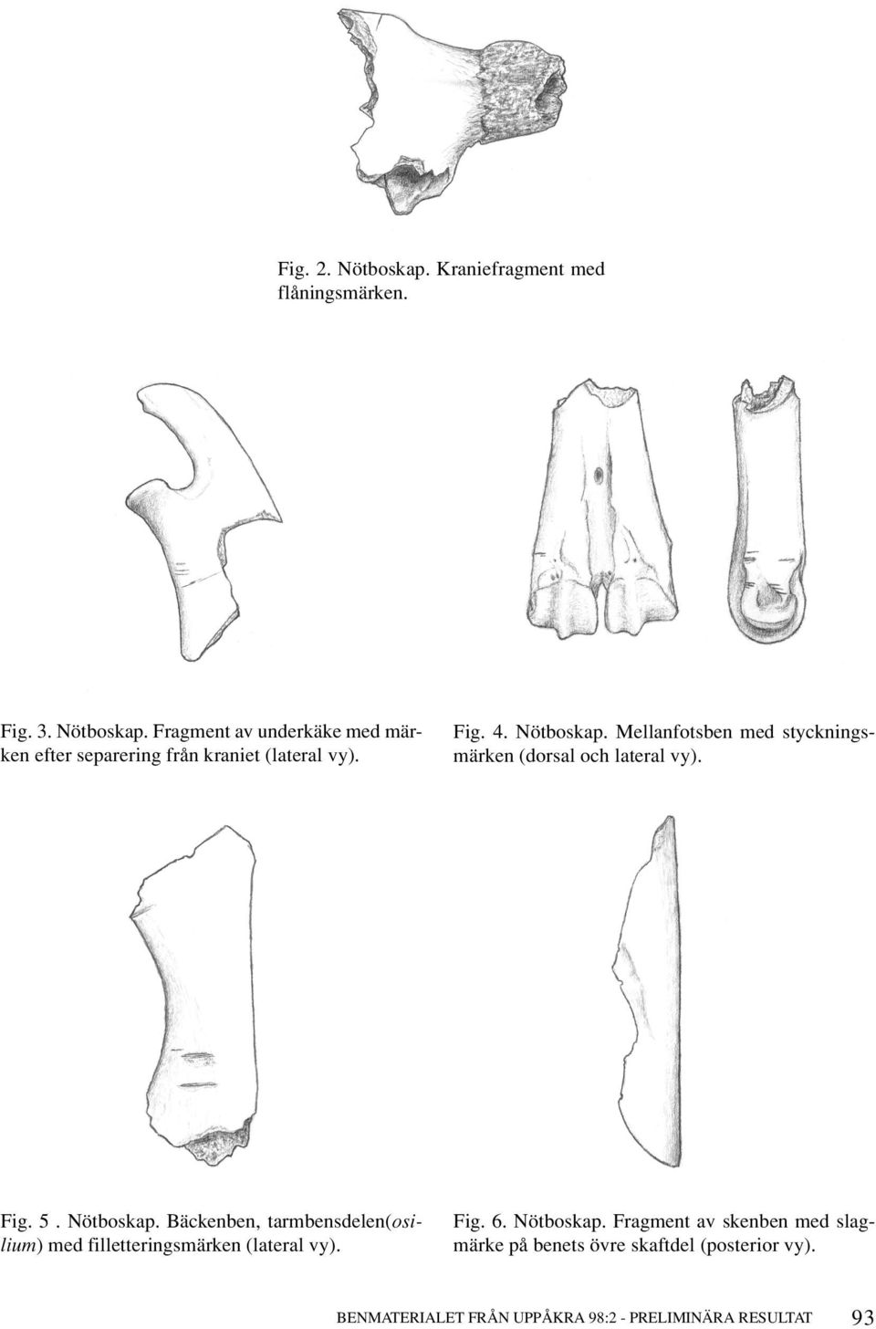 Fig. 6. Nötboskap. Fragment av skenben med slagmärke på benets övre skaftdel (posterior vy).
