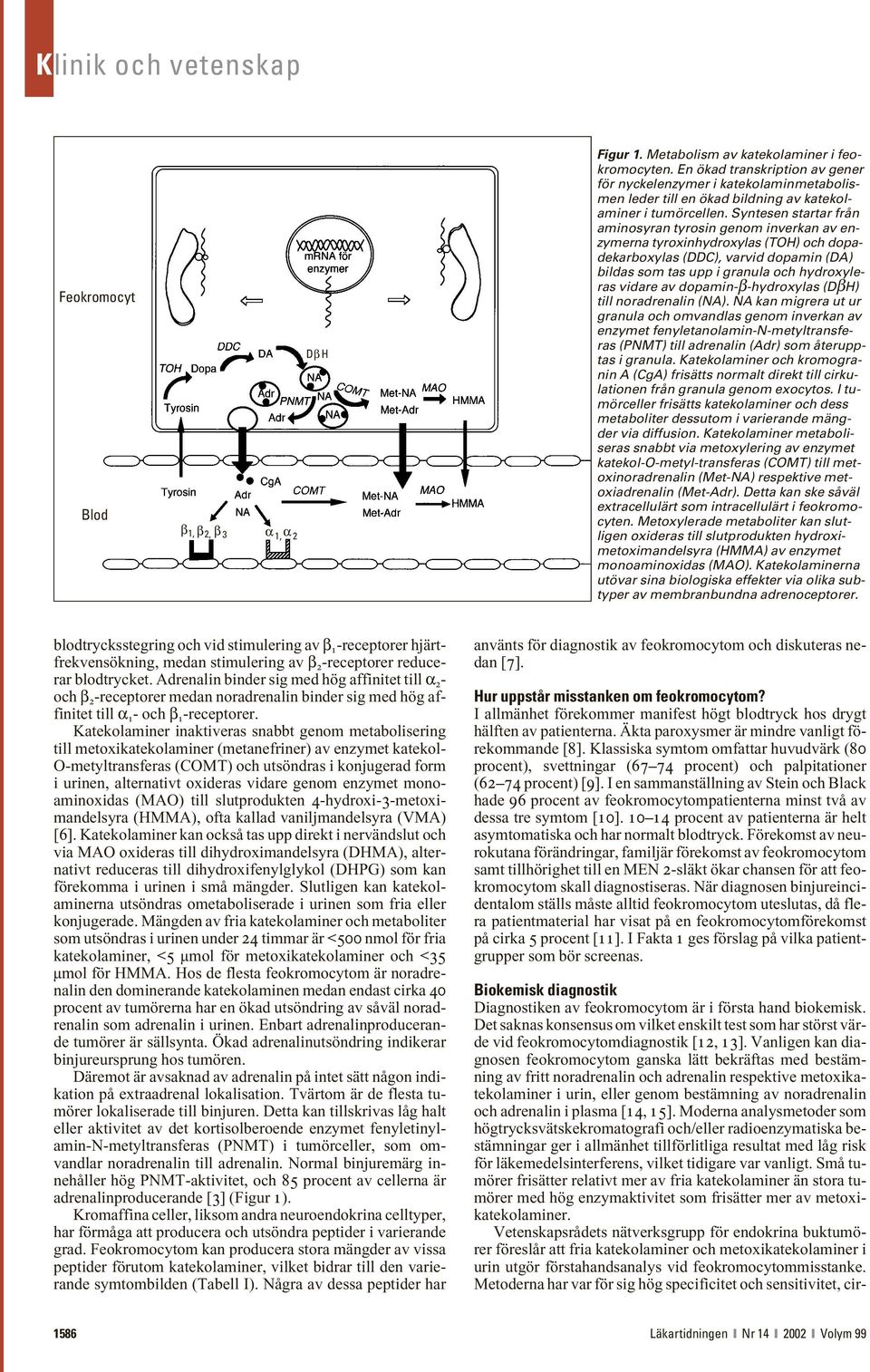 Syntesen startar från aminosyran tyrosin genom inverkan av enzymerna tyroxinhydroxylas (TOH) och dopadekarboxylas (DDC), varvid dopamin (DA) bildas som tas upp i granula och hydroxyleras vidare av