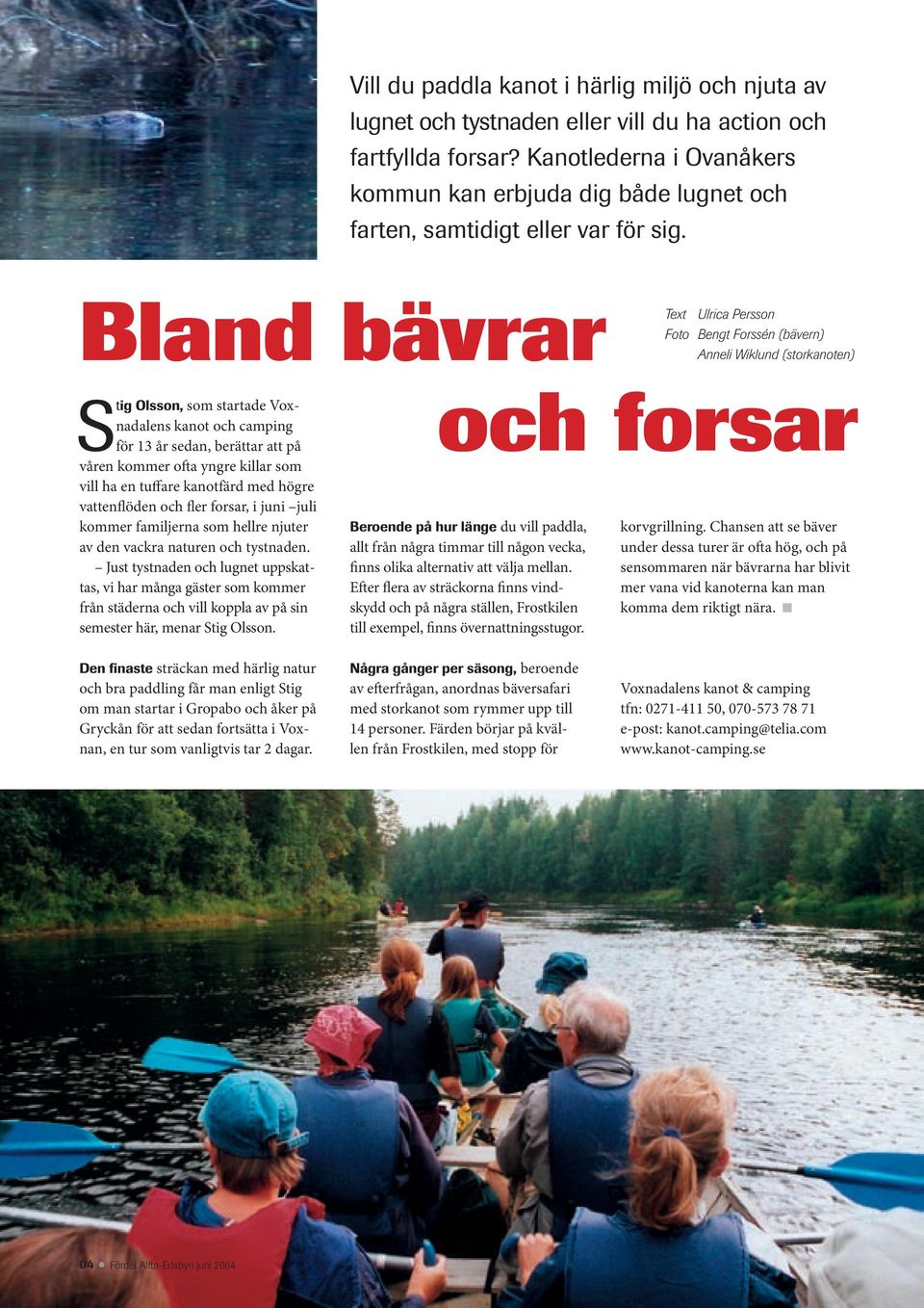 Bland bävrar Text Ulrica Persson Foto Bengt Forssén (bävern) Anneli Wiklund (storkanoten) Stig Olsson, som startade Voxnadalens kanot och camping för 13 år sedan, berättar att på våren kommer ofta