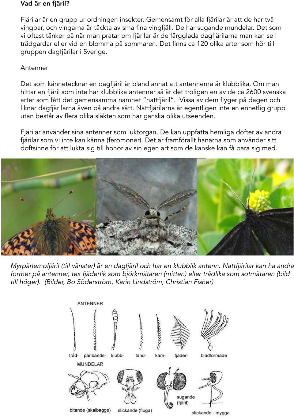 Det finns ca 120 olika arter som hör till gruppen dagfjärilar i Sverige. Antenner Det som kännetecknar en dagfjäril är bland annat att antennerna är klubblika.