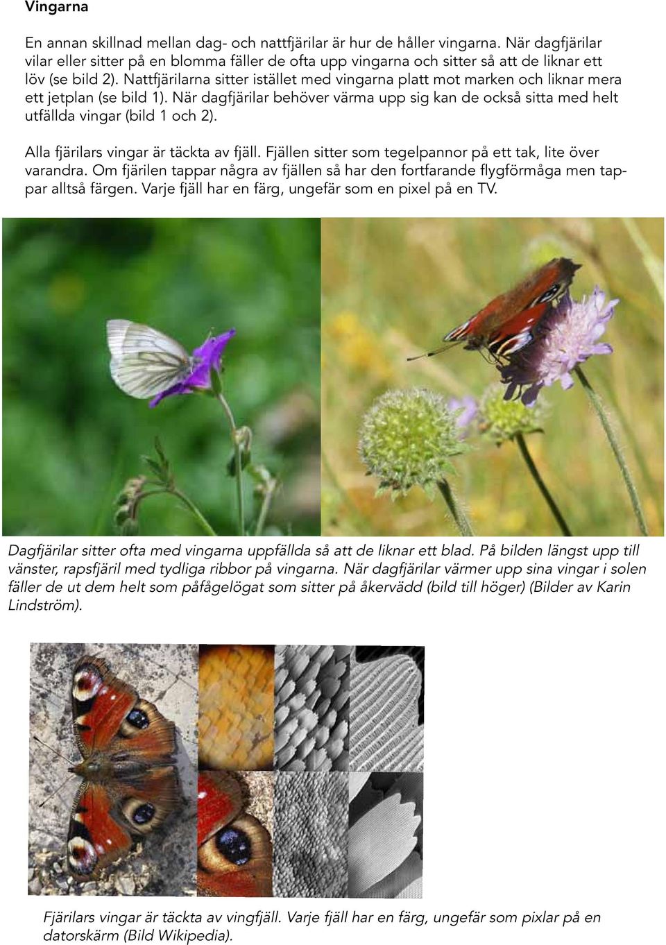 Nattfjärilarna sitter istället med vingarna platt mot marken och liknar mera ett jetplan (se bild 1). När dagfjärilar behöver värma upp sig kan de också sitta med helt utfällda vingar (bild 1 och 2).