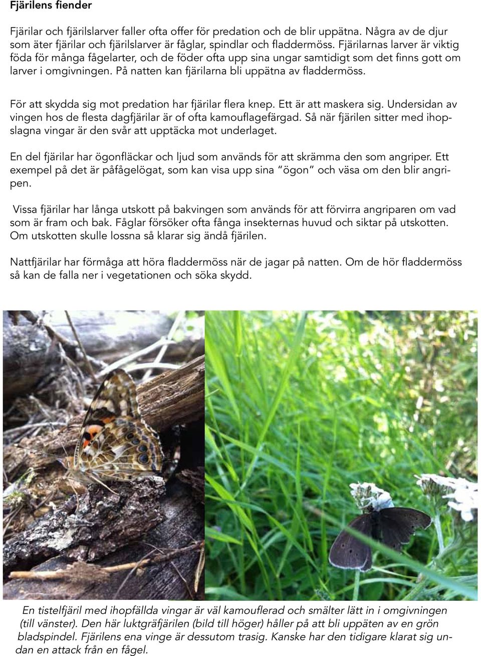 För att skydda sig mot predation har fjärilar flera knep. Ett är att maskera sig. Undersidan av vingen hos de flesta dagfjärilar är of ofta kamouflagefärgad.