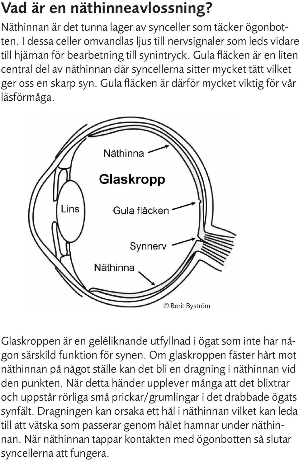 Gula fläcken är en liten central del av näthinnan där syncellerna sitter mycket tätt vilket ger oss en skarp syn. Gula fläcken är därför mycket viktig för vår läsförmåga.