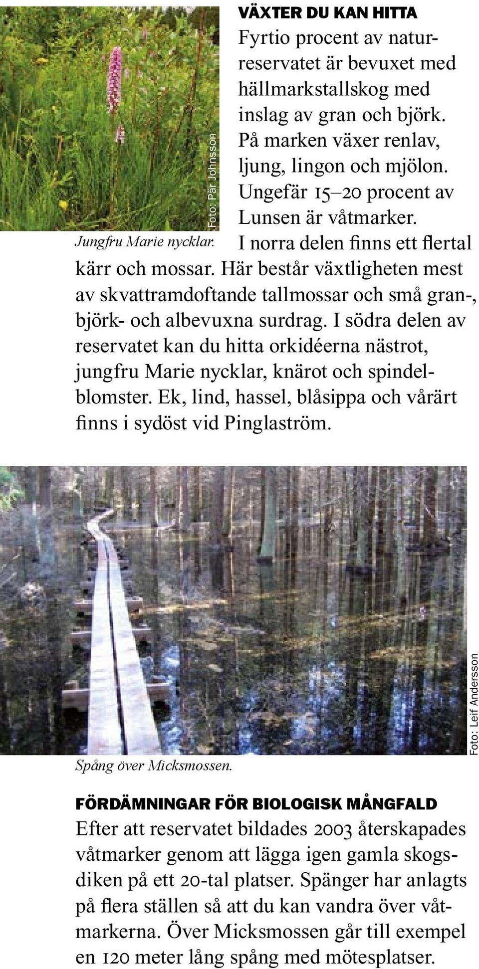 Här består växtligheten mest av skvattramdoftande tallmossar och små gran-, björk- och albevuxna surdrag.