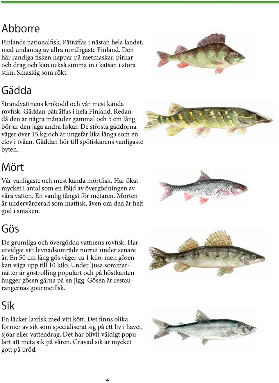 Gäddan påträffas i hela Finland. Redan då den är några månader gammal och 5 cm lång börjar den jaga andra fiskar. De största gäddorna väger över 15 kg och är ungefär lika långa som en elev i tvåan.