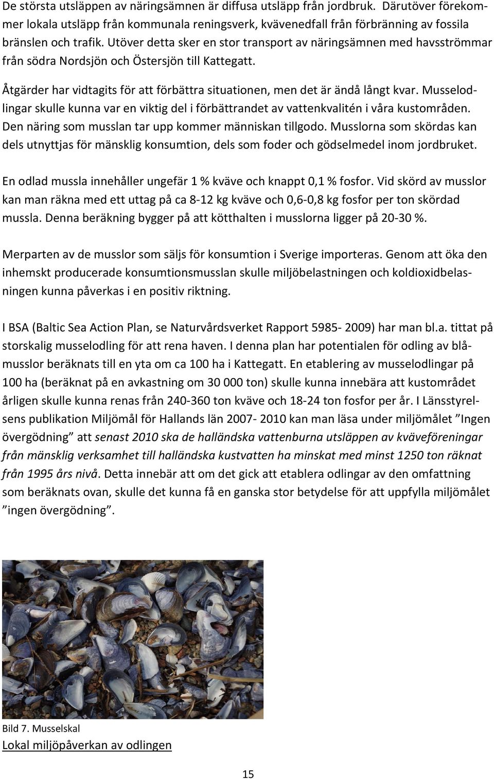 Musselodlingar skulle kunna var en viktig del i förbättrandet av vattenkvalitén i våra kustområden. Den näring som musslan tar upp kommer människan tillgodo.