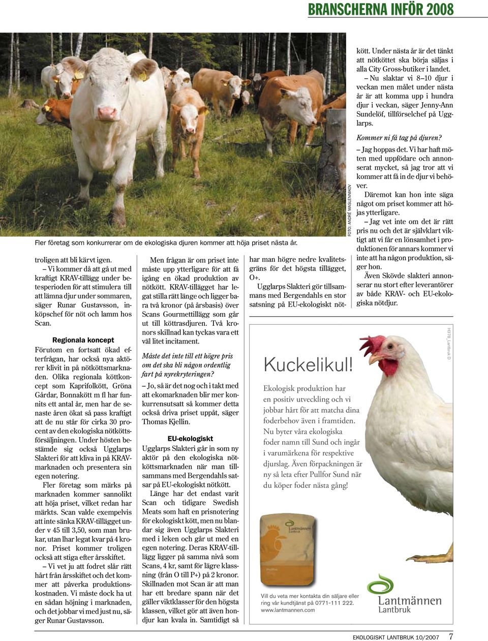 Regionala koncept Förutom en fortsatt ökad efterfrågan, har också nya aktörer klivit in på nötköttsmarknaden.