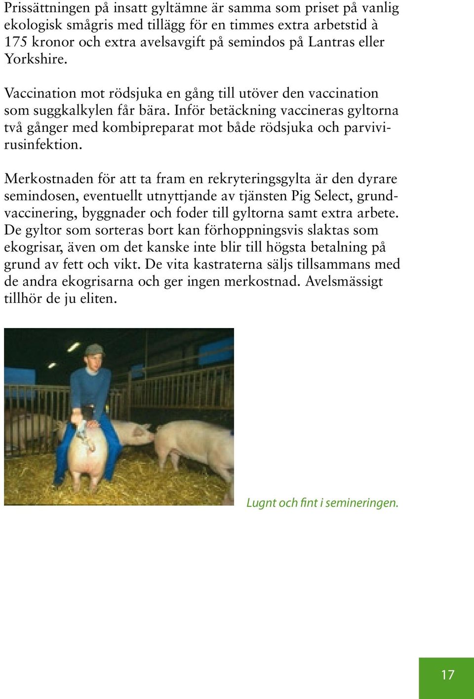 Merkostnaden för att ta fram en rekryteringsgylta är den dyrare semindosen, eventuellt utnyttjande av tjänsten Pig Select, grundvaccinering, byggnader och foder till gyltorna samt extra arbete.