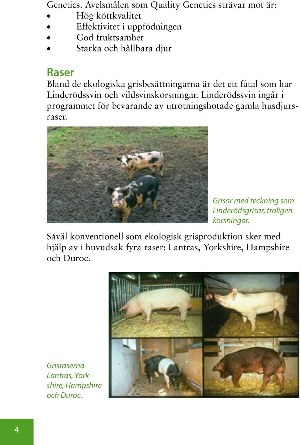de ekologiska grisbesättningarna är det ett fåtal som har Linderödssvin och vildsvinskorsningar.