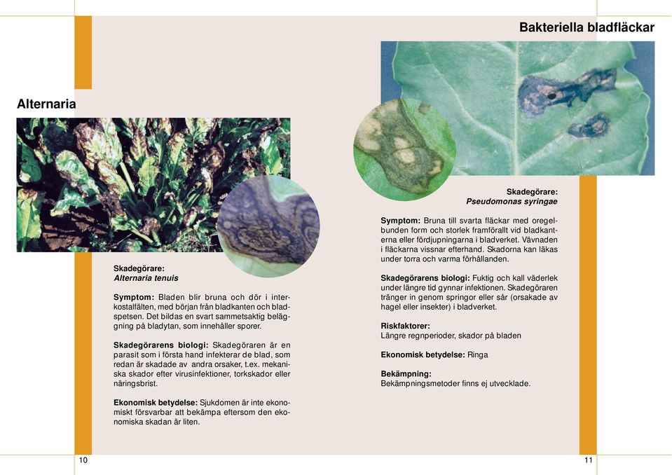 Skadegörarens biologi: Skadegöraren är en parasit som i första hand infekterar de blad, som redan är skadade av andra orsaker, t.ex.
