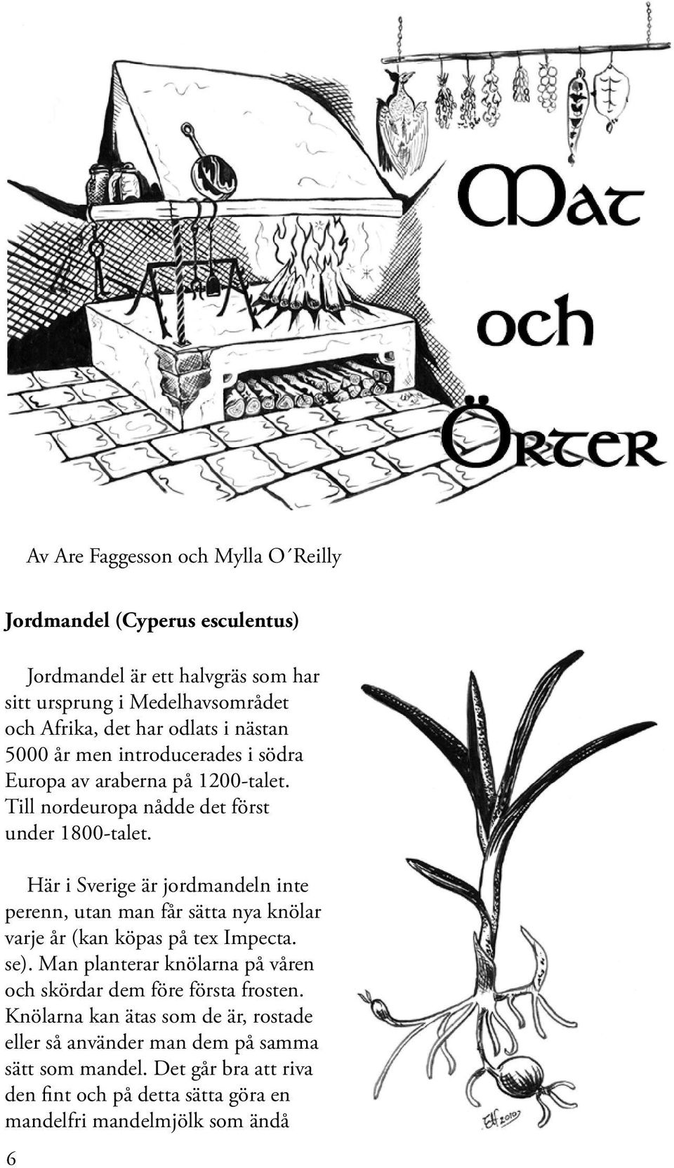 Här i Sverige är jordmandeln inte pern, utan man får sätta nya knölar varje år (kan köpas på tex Impecta. se).