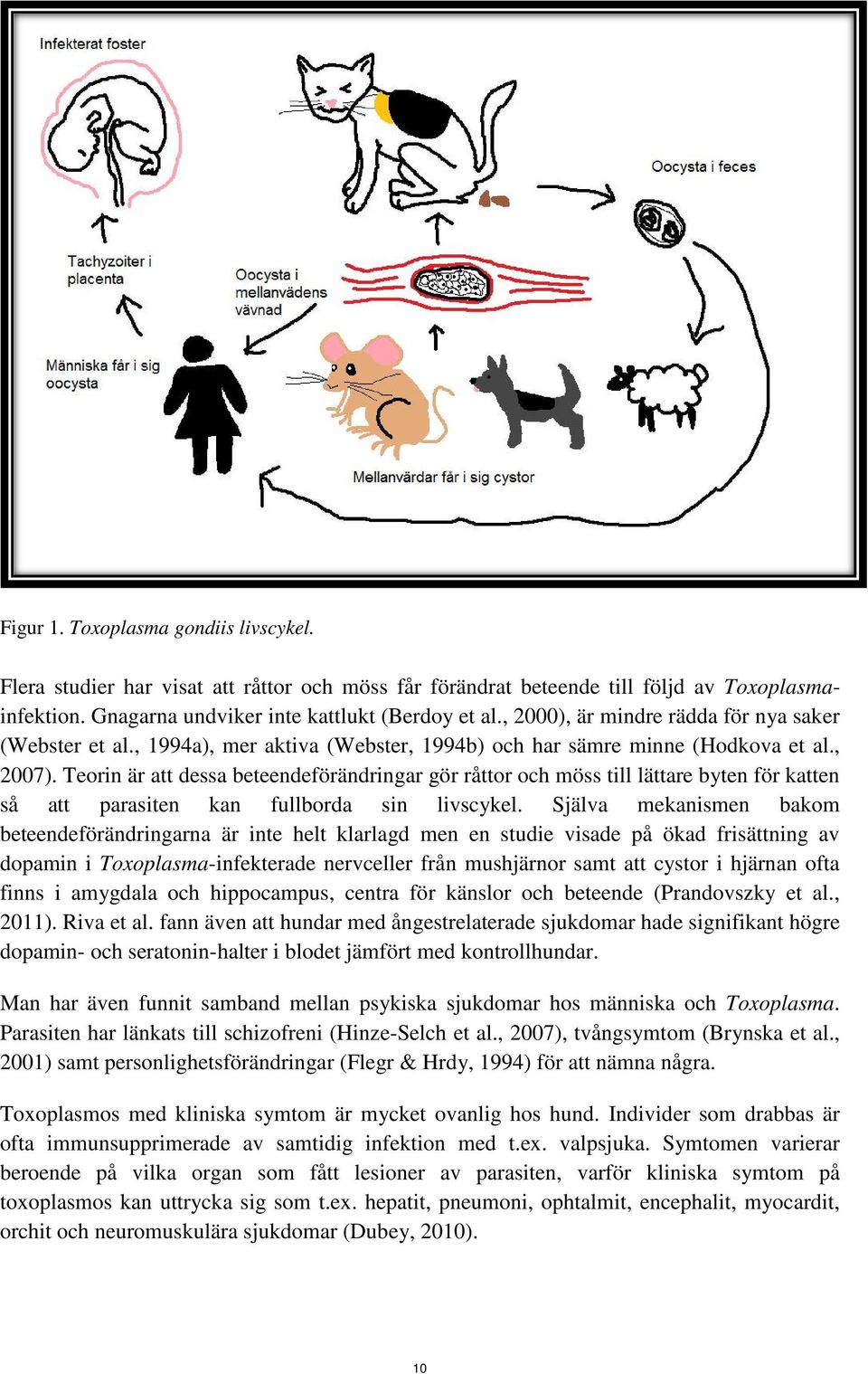 Teorin är att dessa beteendeförändringar gör råttor och möss till lättare byten för katten så att parasiten kan fullborda sin livscykel.