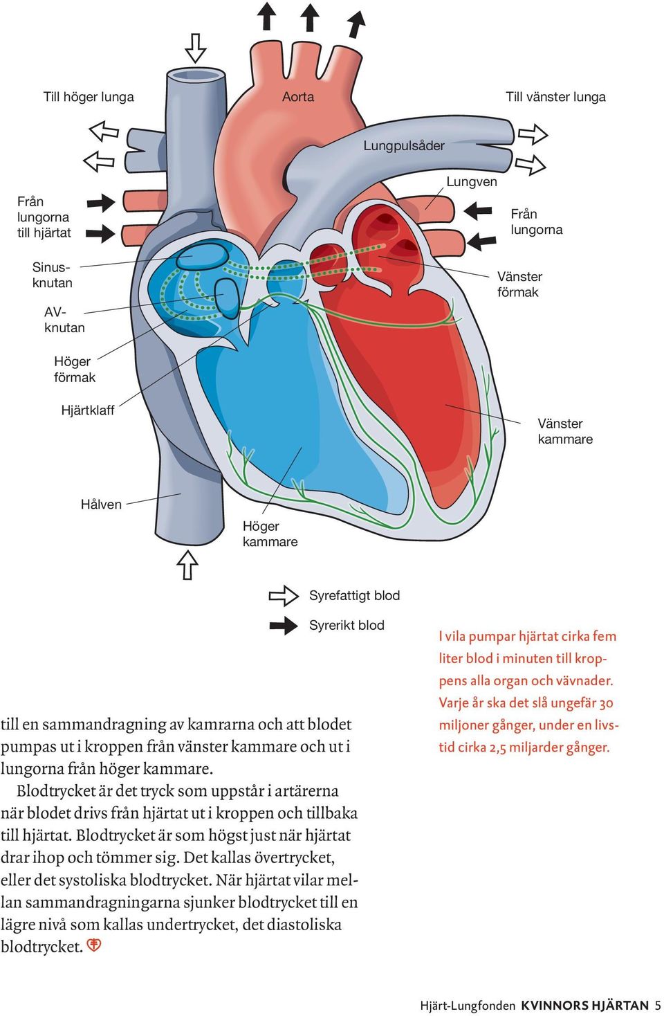 Blodtrycket är det tryck som uppstår i artärerna när blodet drivs från hjärtat ut i kroppen och tillbaka till hjärtat. Blodtrycket är som högst just när hjärtat drar ihop och tömmer sig.