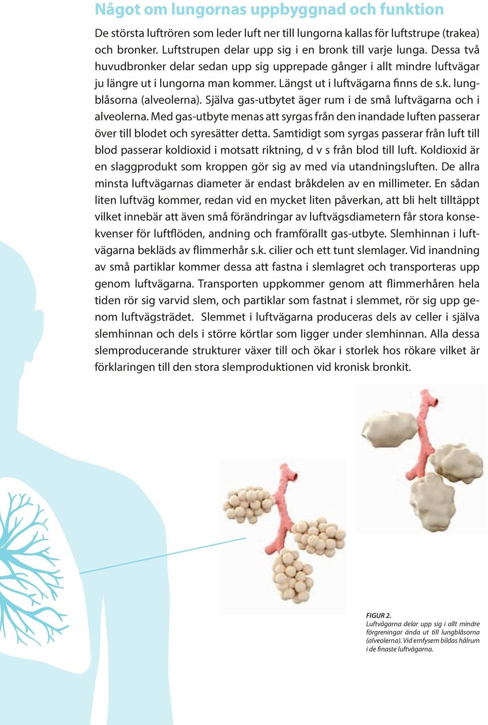 Själva gas-utbytet äger rum i de små luftvägarna och i alveolerna. Med gas-utbyte menas att syrgas från den inandade luften passerar över till blodet och syresätter detta.