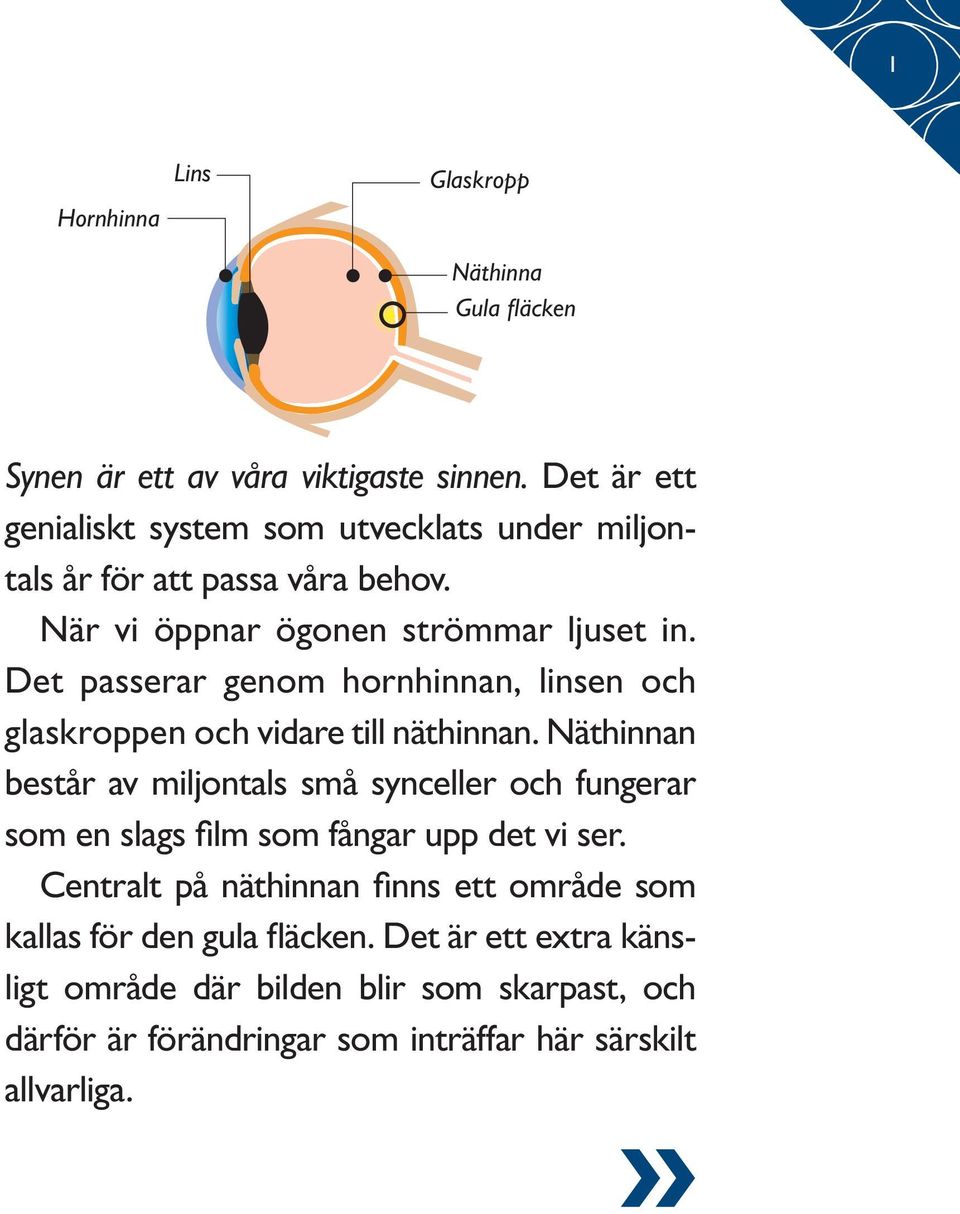 Det passerar genom hornhinnan, linsen och glaskroppen och vidare till näthinnan.