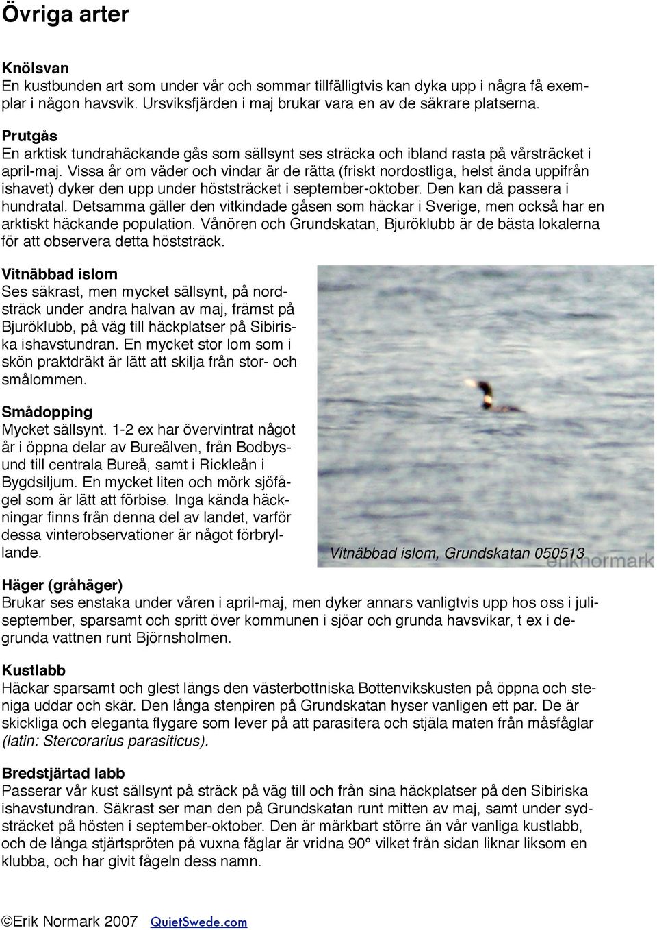 Vissa år om väder och vindar är de rätta (friskt nordostliga, helst ända uppifrån ishavet) dyker den upp under höststräcket i september-oktober. Den kan då passera i hundratal.