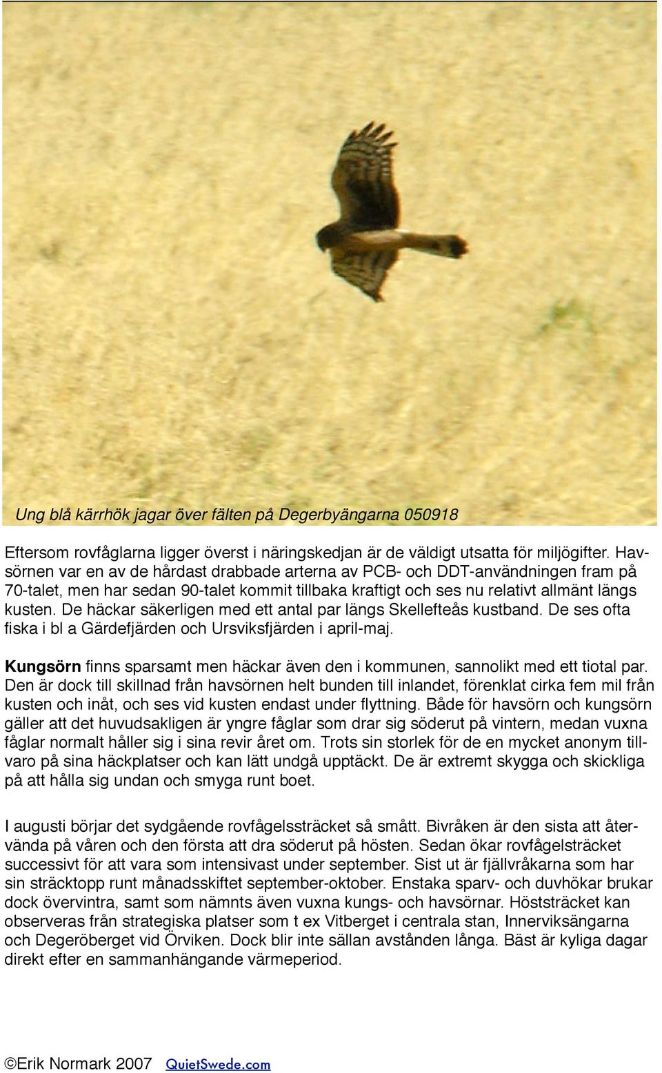 De häckar säkerligen med ett antal par längs Skellefteås kustband. De ses ofta fiska i bl a Gärdefjärden och Ursviksfjärden i april-maj.