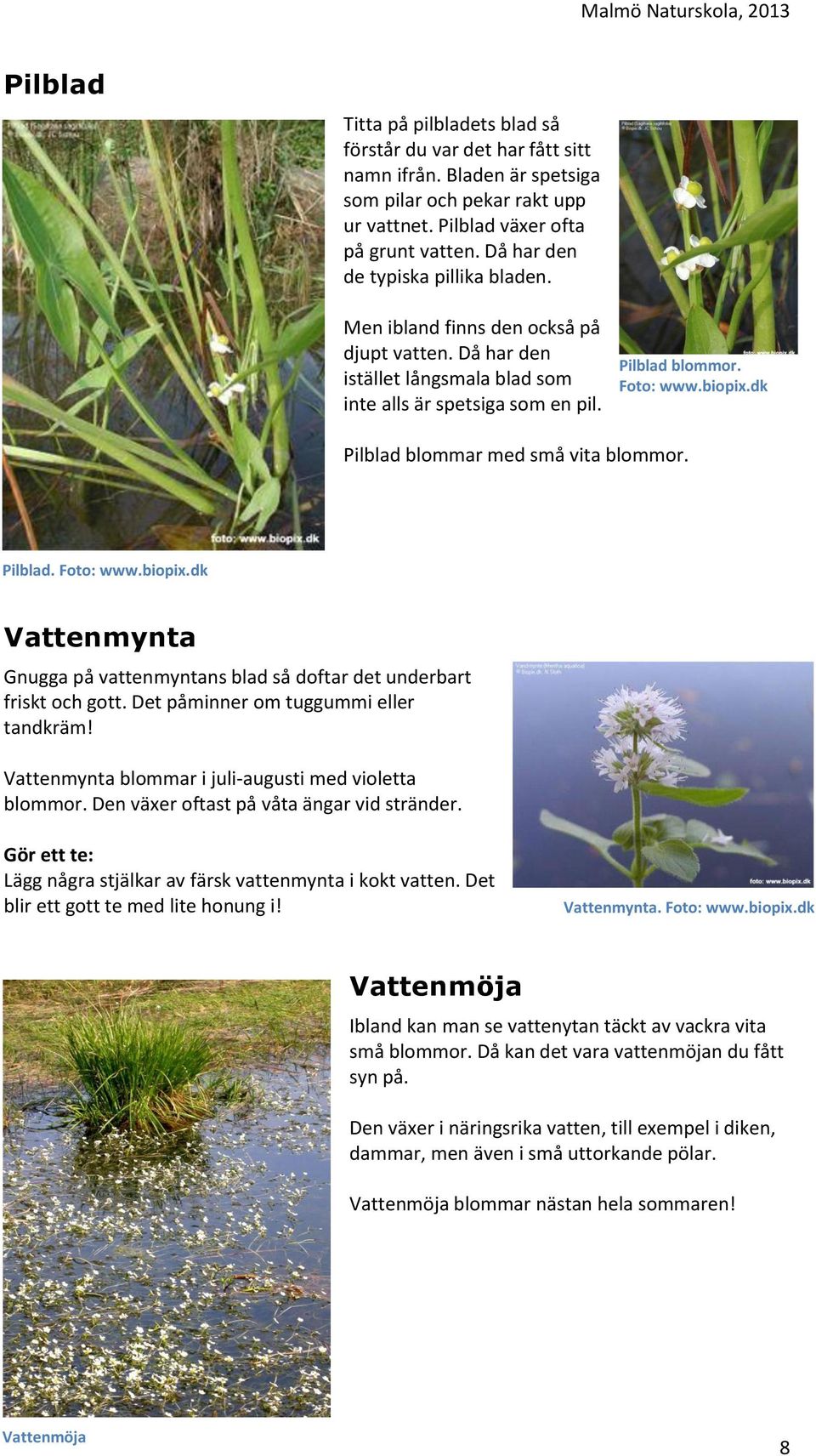 dk Pilblad blommar med små vita blommor. Pilblad. Foto: www.biopix.dk Vattenmynta Gnugga på vattenmyntans blad så doftar det underbart friskt och gott. Det påminner om tuggummi eller tandkräm!