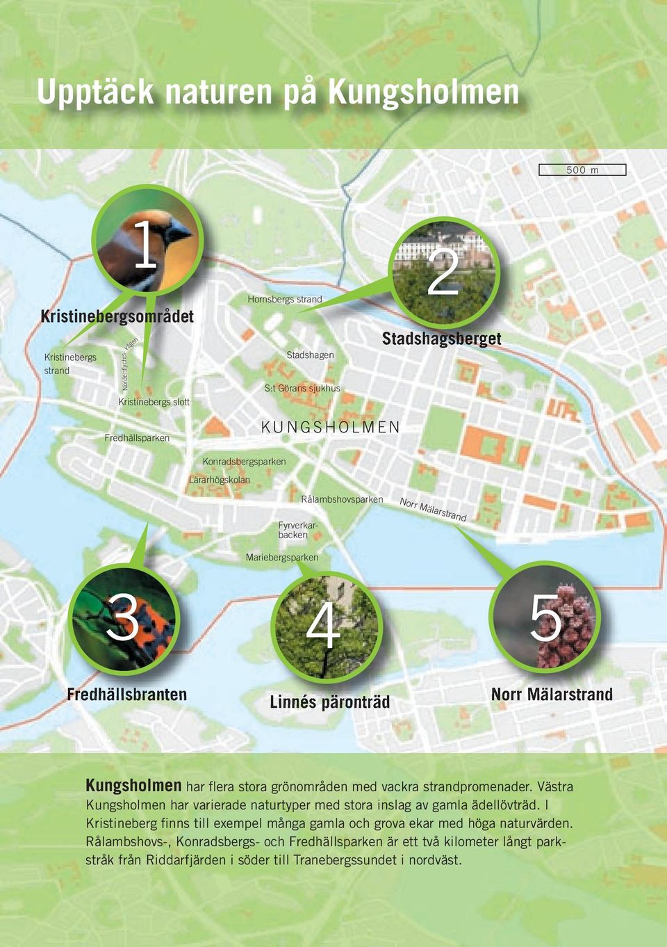 Mälarstrand Kungsholmen har flera stora grönområden med vackra strandpromenader. Västra Kungsholmen har varierade naturtyper med stora inslag av gamla ädellövträd.