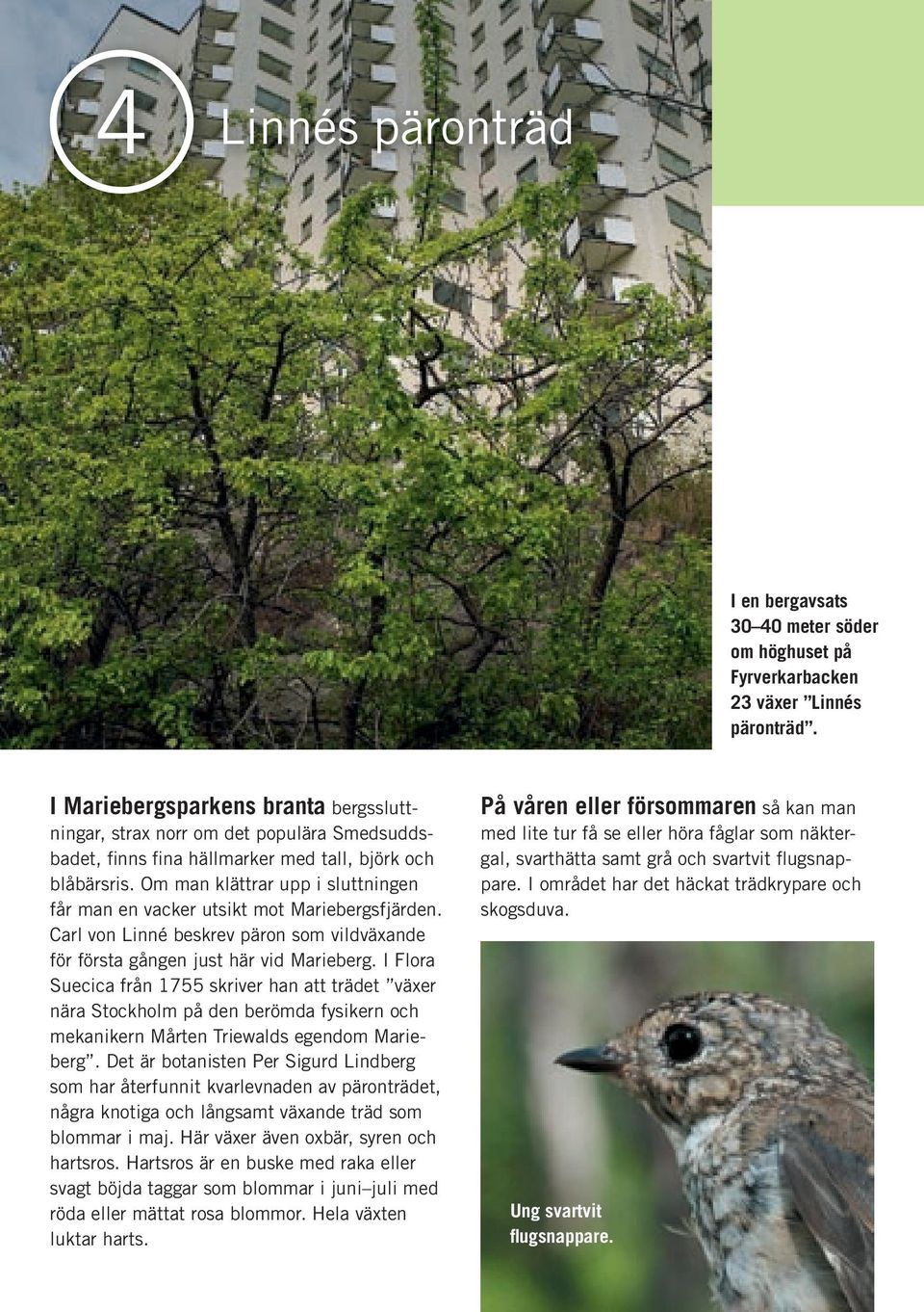 Om man klättrar upp i sluttningen får man en vacker utsikt mot Mariebergsfjärden. Carl von Linné beskrev päron som vildväxande för första gången just här vid Marieberg.