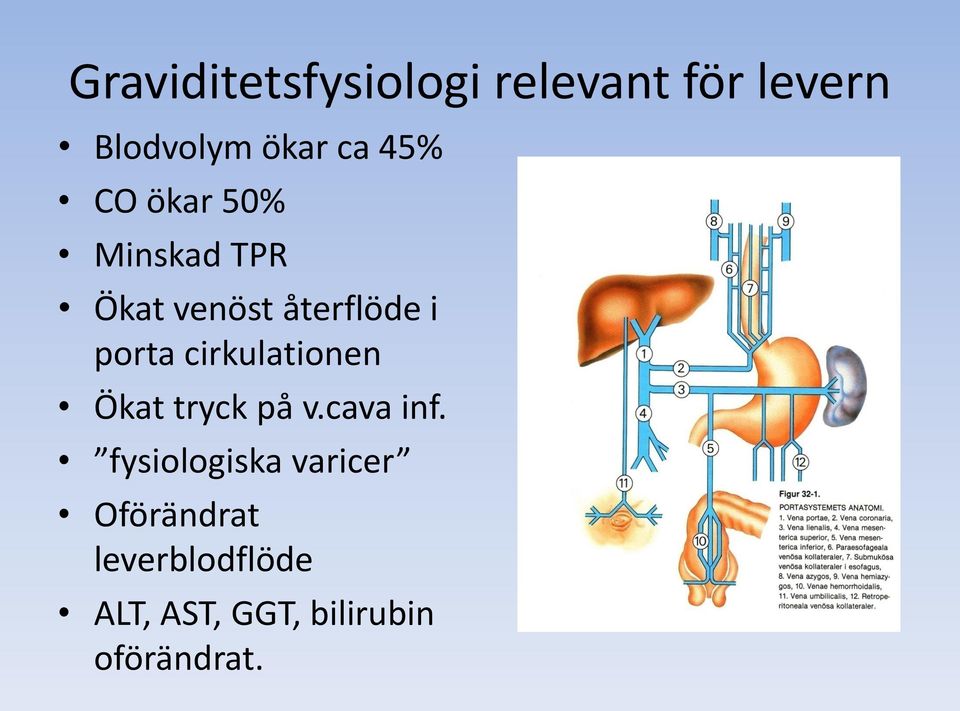 cirkulationen Ökat tryck på v.cava inf.