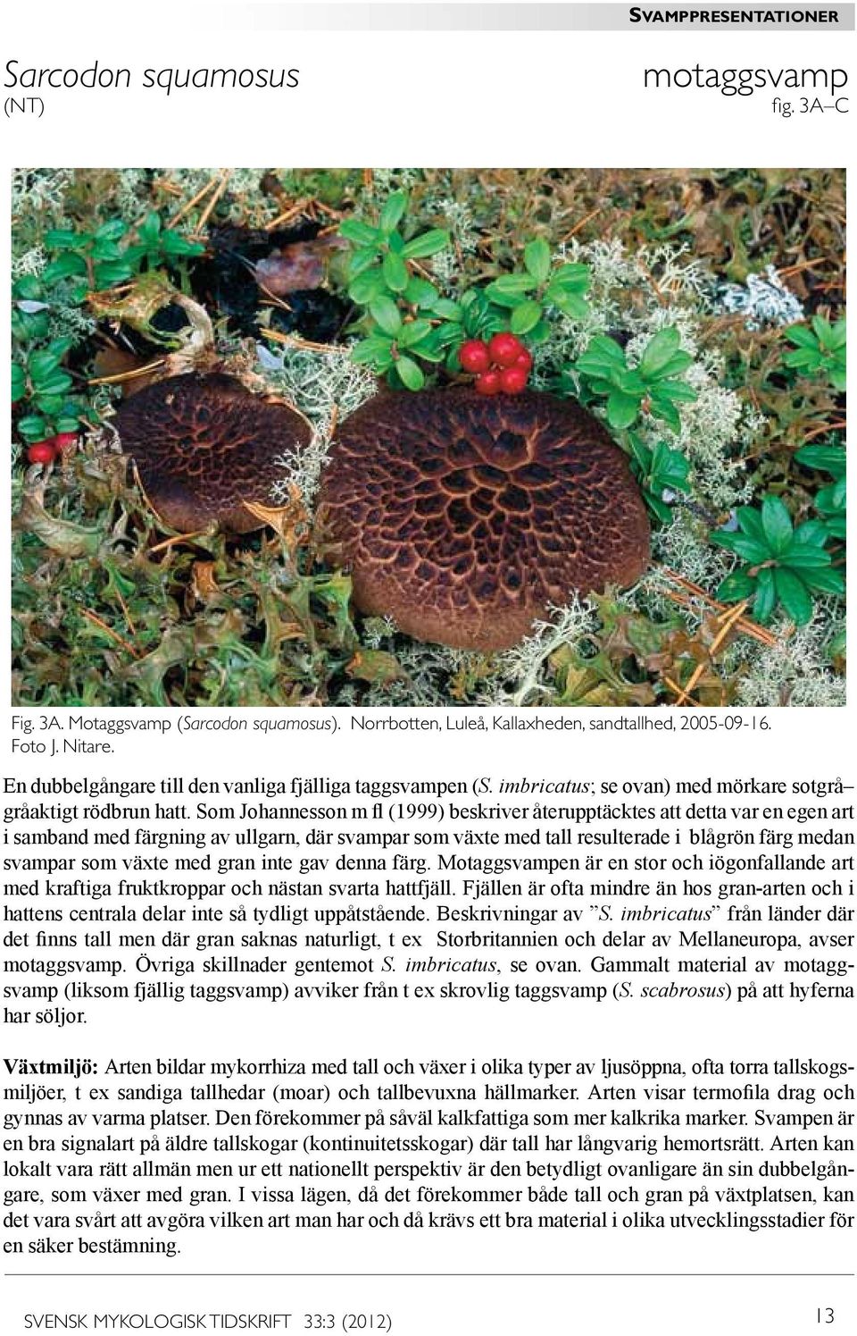 Som Johannesson m fl (1999) beskriver återupptäcktes att detta var en egen art i samband med färgning av ullgarn, där svampar som växte med tall resulterade i blågrön färg medan svampar som växte med