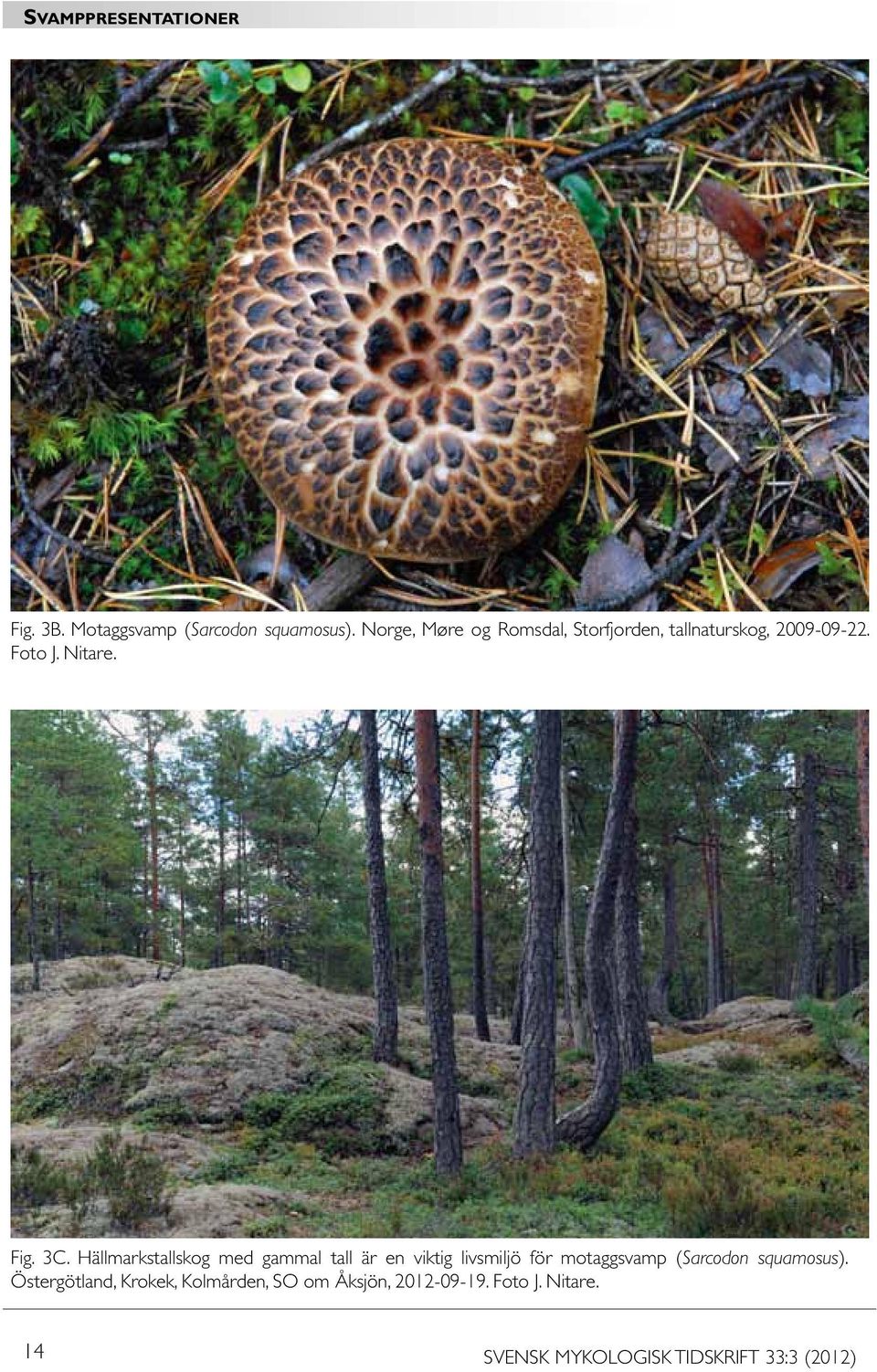 3C. Hällmarkstallskog med gammal tall är en viktig livsmiljö för motaggsvamp