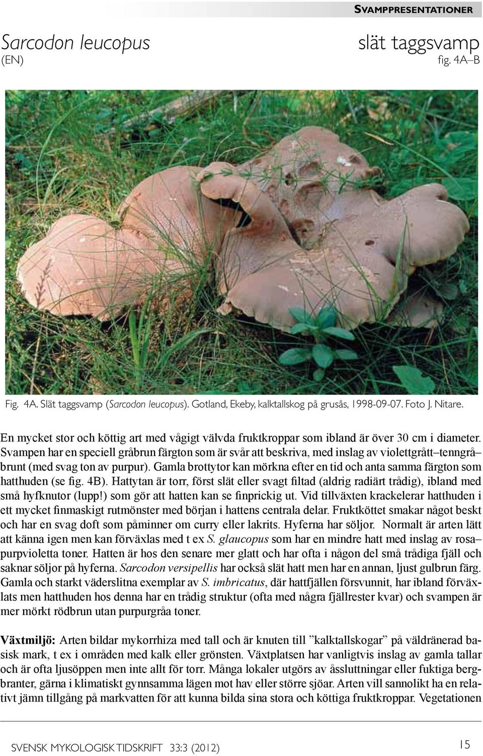 Svampen har en speciell gråbrun färgton som är svår att beskriva, med inslag av violettgrått tenngrå brunt (med svag ton av purpur).