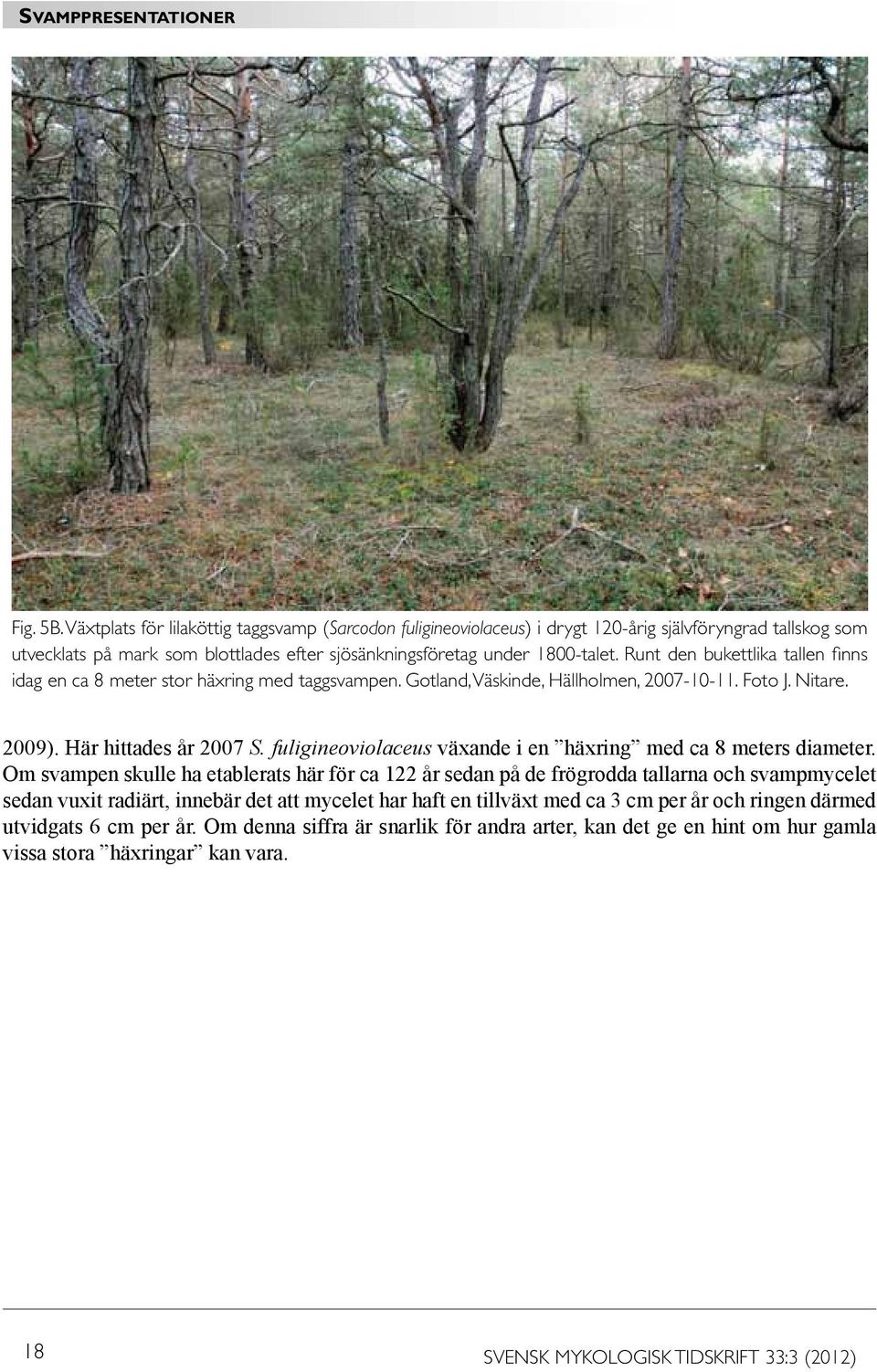 fuligineoviolaceus växande i en häxring med ca 8 meters diameter.