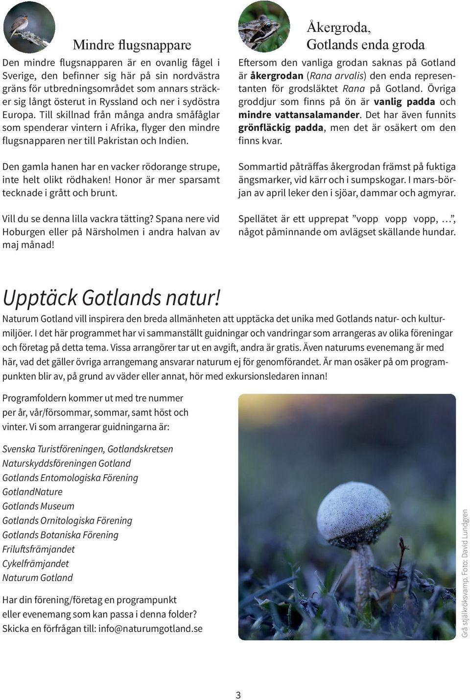 Den gamla hanen har en vacker rödorange strupe, inte helt olikt rödhaken! Honor är mer sparsamt tecknade i grått och brunt. Vill du se denna lilla vackra tätting?