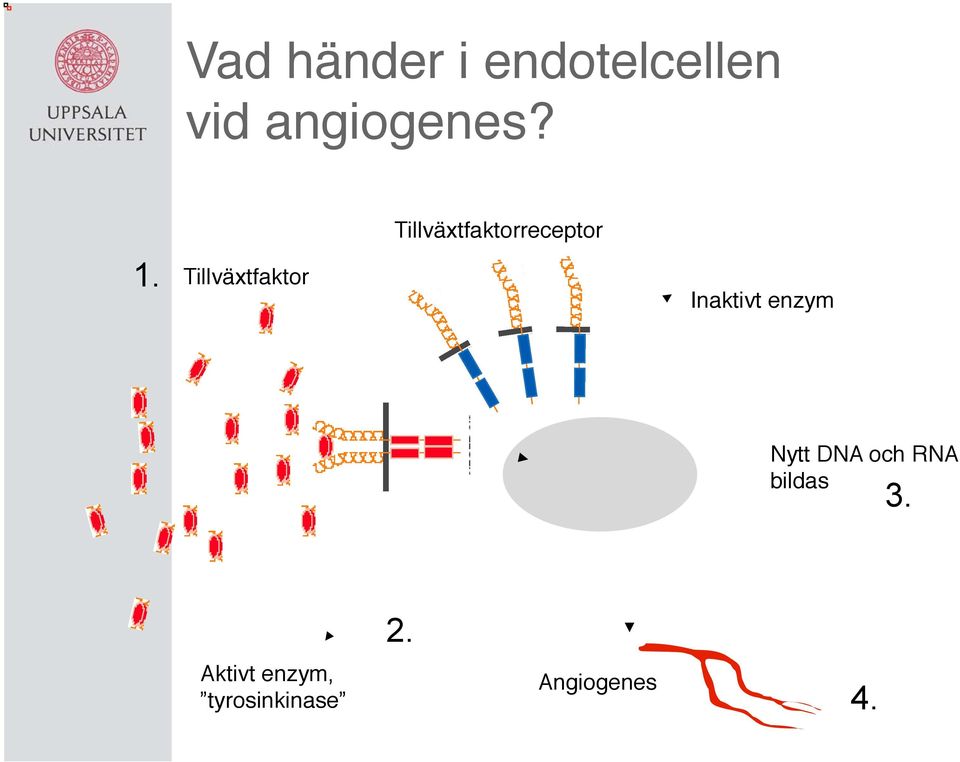 Inaktivt enzym! Nytt DNA och RNA! bildas! 3.