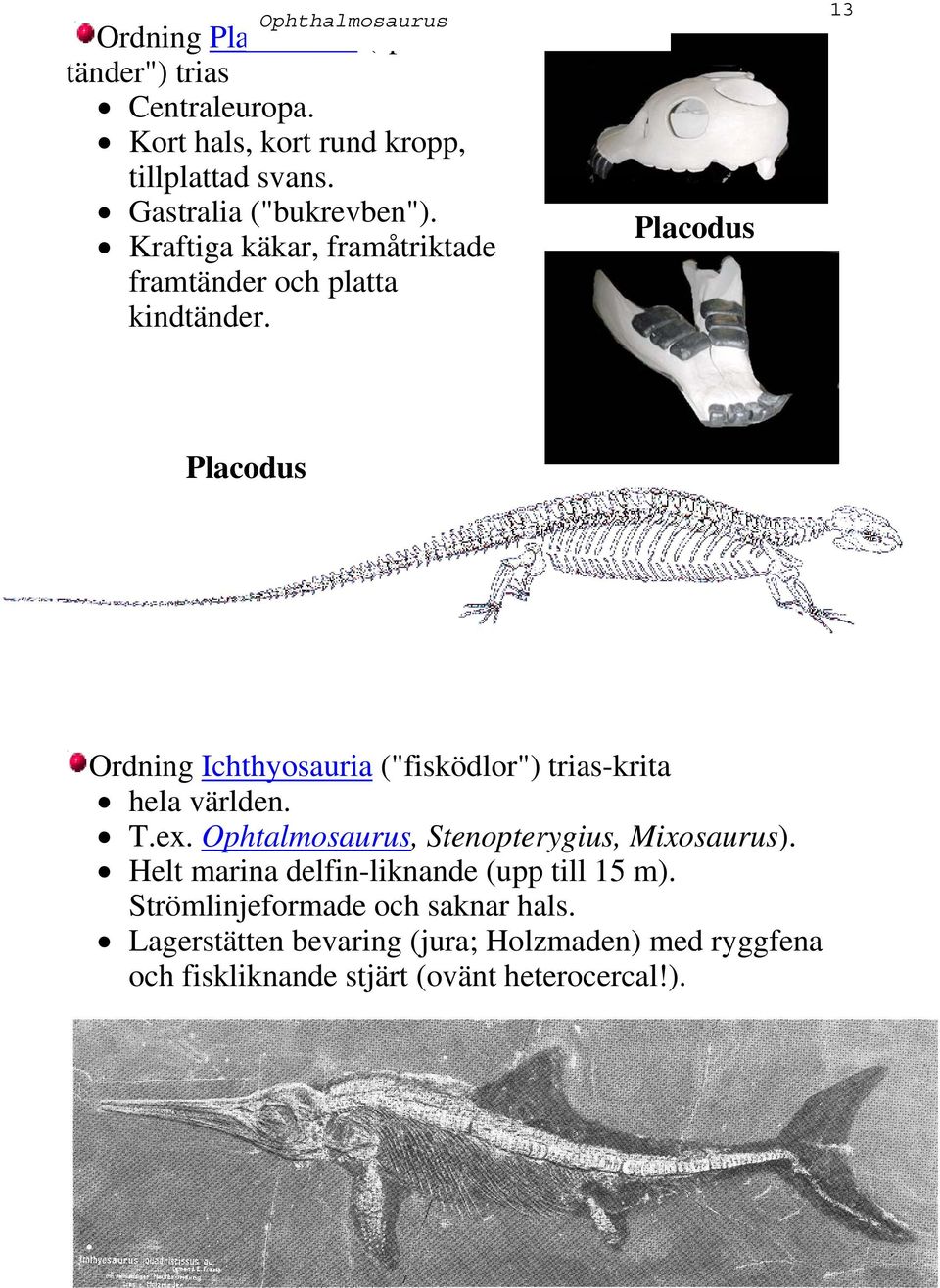 Placodus 13 Placodus Ordning Ichthyosauria ("fisködlor") trias-krita hela världen. T.ex.