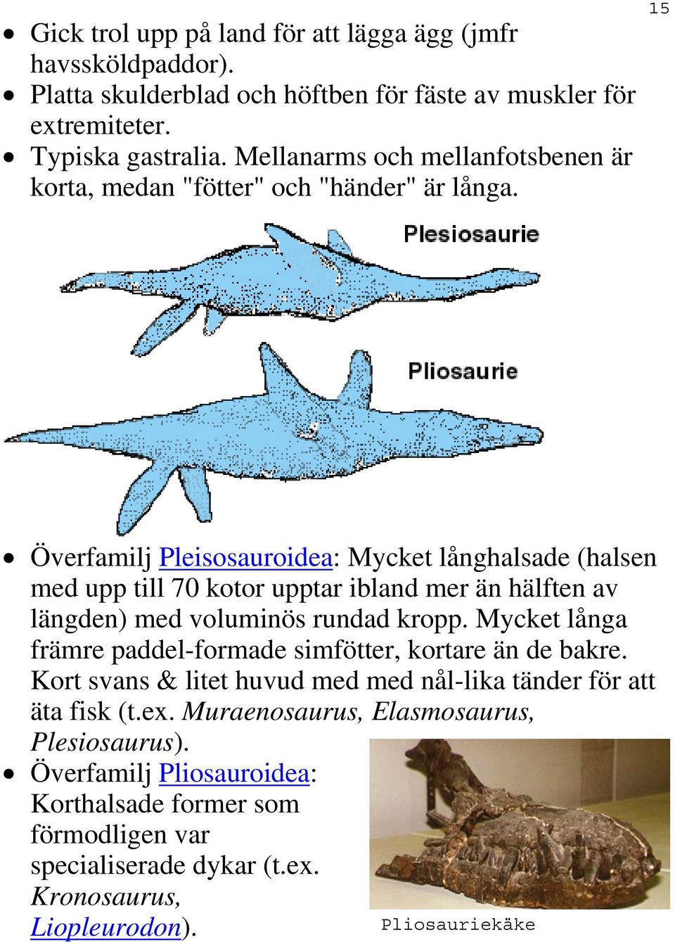 15 Överfamilj Pleisosauroidea: Mycket långhalsade (halsen med upp till 70 kotor upptar ibland mer än hälften av längden) med voluminös rundad kropp.