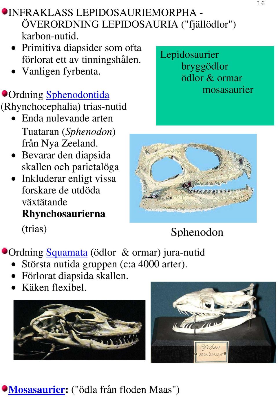 Bevarar den diapsida skallen och parietalöga Inkluderar enligt vissa forskare de utdöda växtätande Rhynchosaurierna (trias) Ordning Squamata (ödlor & ormar)