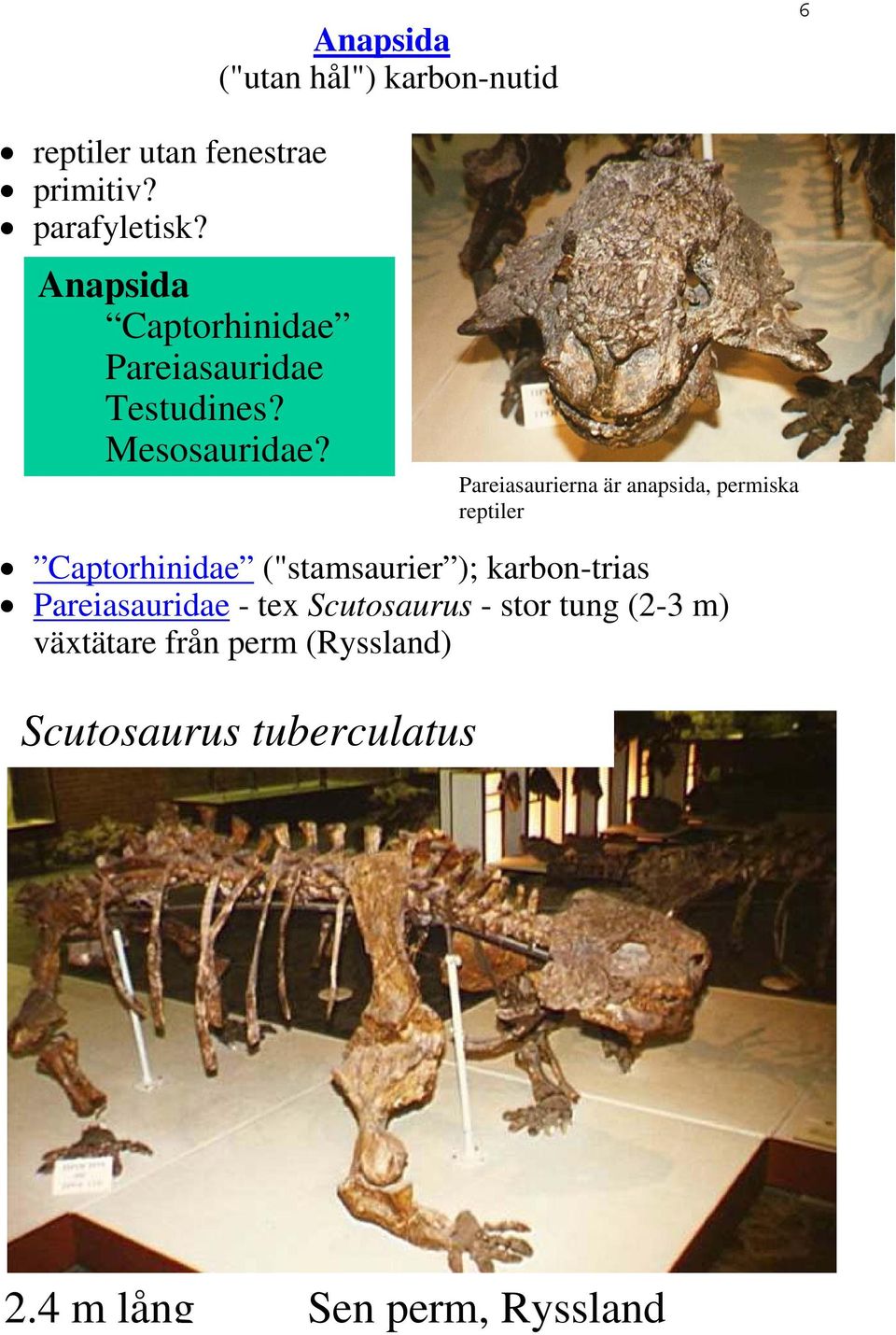 Pareiasaurierna är anapsida, permiska reptiler Captorhinidae ("stamsaurier ); karbon-trias