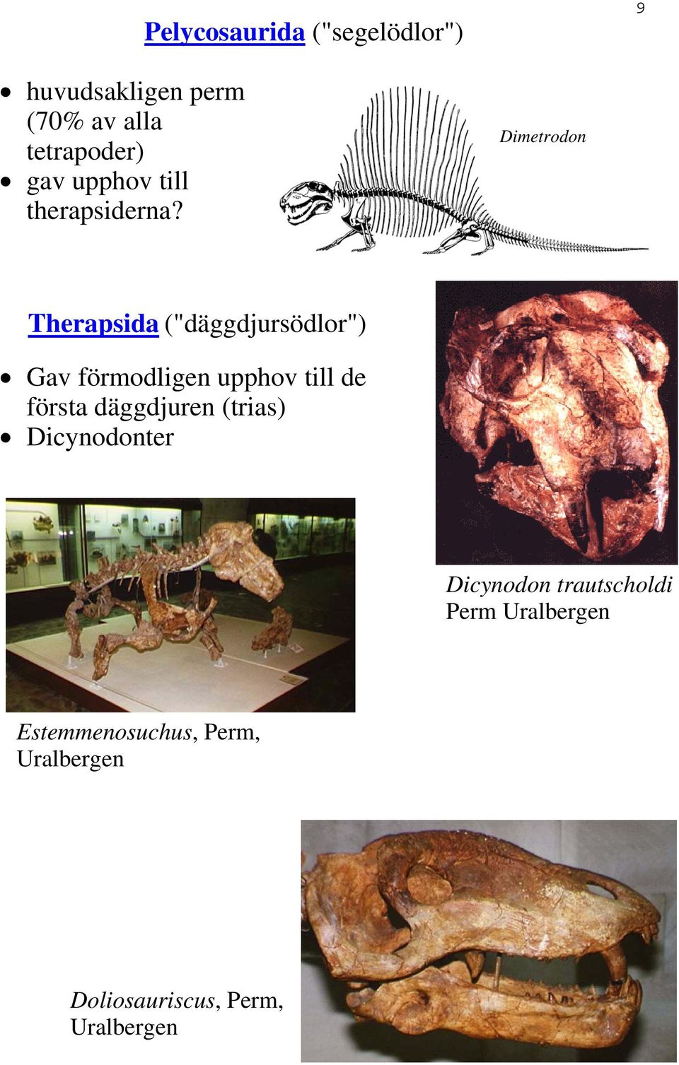 Dimetrodon Therapsida ("däggdjursödlor") Gav förmodligen upphov till de första
