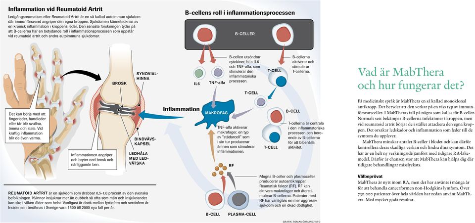 Den senaste forskningen tyder på att B-cellerna har en betydande roll i inflammationsprocessen som uppstår vid reumatoid artrit och andra autoimmuna sjukdomar.