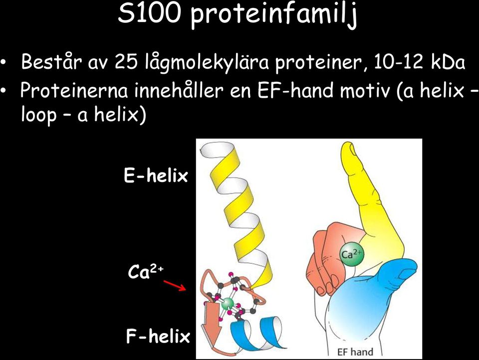 Proteinerna innehåller en EF-hand