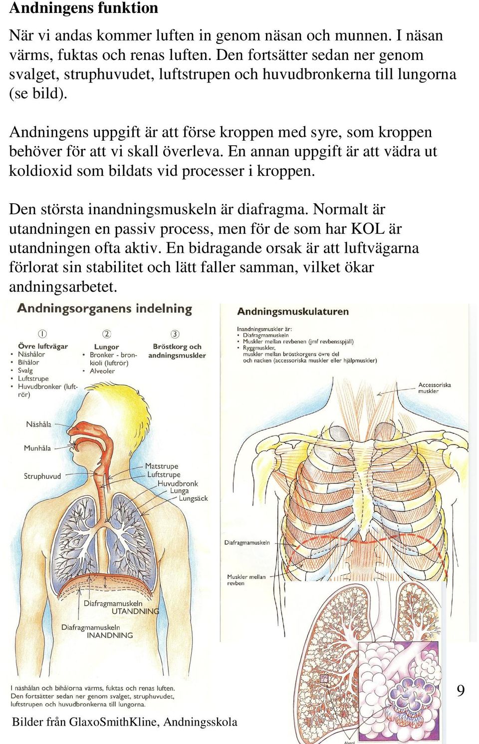 Andningens uppgift är att förse kroppen med syre, som kroppen behöver för att vi skall överleva.