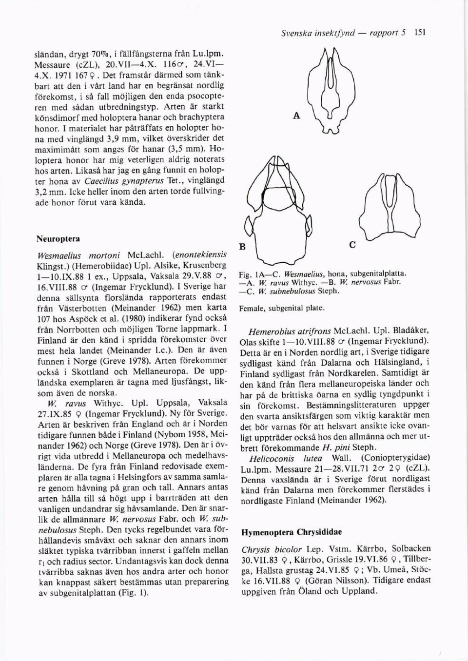 Arten ar starkt konsdimorf med holoptera hanar och brachyptera honor. I materialet har patreffats en holopter hona med vingliingd 3,9 mm, vilket Overskrider det maximimd.