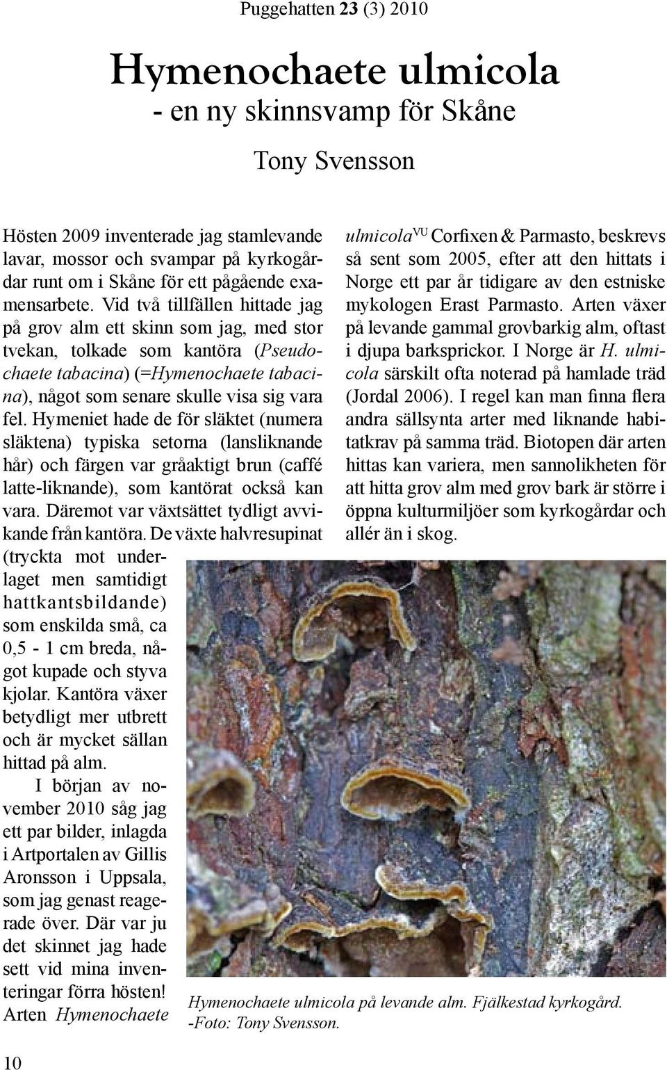 Hymeniet hade de för släktet (numera släktena) typiska setorna (lansliknande hår) och färgen var gråaktigt brun (caffé latte-liknande), som kantörat också kan vara.